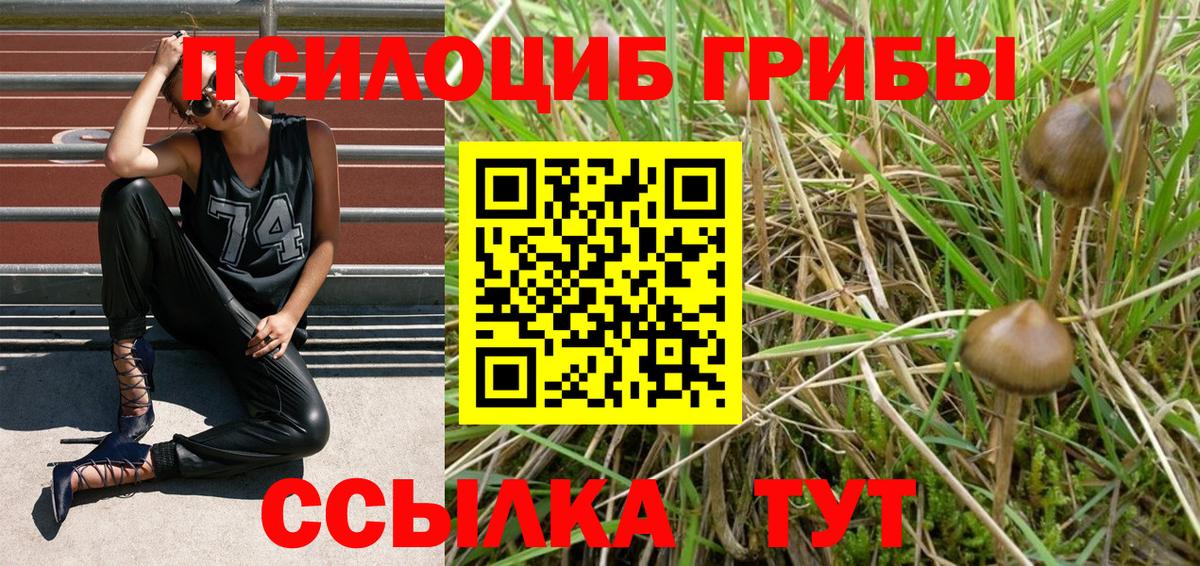 Галлюциногенные грибы Psilocybe Ипатово